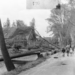 126210 Afbeelding van tijdens een storm omgewaaide bomen langs de Hoenkoopse Buurtweg te Hoenkoop, met links de ...
